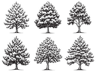 Fototapeta premium Yew Tree Elegant Line Art Set