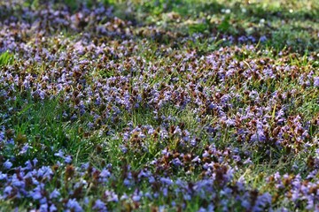 Łan kwitnącego pośród trawy bluszczyka kurdybanka (Glechoma hederacea), rośliny leczniczej i jednej z najstarszych przypraw mieszkańców wschodniej Europy