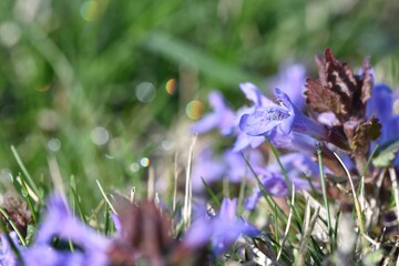 Kwitnący bluszczyk kurdybanek (Glechoma hederacea), roślina lecznicza i jedna z najstarszych przypraw mieszkańców wschodniej Europy