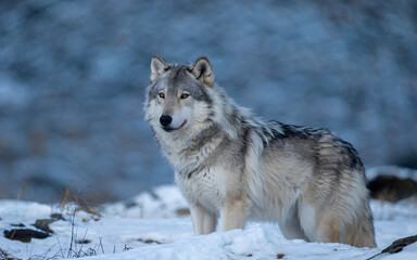 Fototapeta premium Gray wolf standing in snowy winter landscape with thick fur and intense gaze
