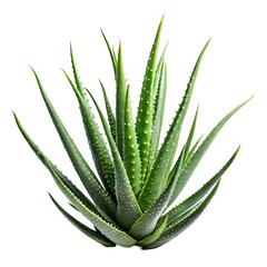 Aloe Vera Plant Benefits  Uses on transparent background
