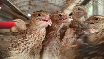 Quails in a poultry farm in a traditional cage