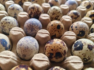 Quail eggs arranged on the egg tray