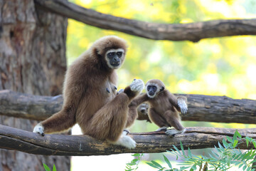 A mother common gibbon and her baby are relaxing in a zoo.