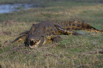 Nile crocodile (Crocodylus niloticus) is a large crocodilian native to freshwater habitats in...
