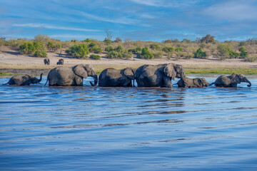 A group of elephant families go to the water's edge for a drink - African elephants standing near lake in Moremi game reserve, Botswana. © Miroslav Srb