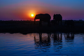 A group of elephant families go to the water's edge for a drink - African elephants standing near lake in Botswana at beautiful African Sunset. © Miroslav Srb