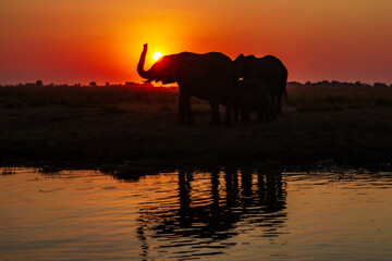 A group of elephant families go to the water's edge for a drink - African elephants standing near lake in Botswana at beautiful African Sunset. © Miroslav Srb