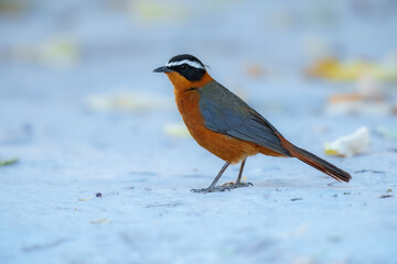 White-browed robin-chat (Cossypha heuglini) on the ground.