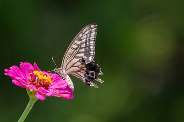 花の蜜を吸うアゲハチョウ	