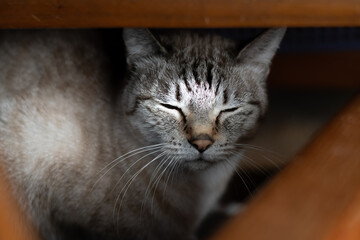 隠れて見つめる可愛い猫　シャムトラ猫