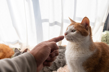 ペットの猫と飼い主の手