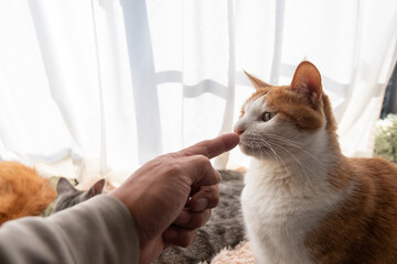 ペットの猫と飼い主の手