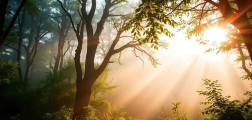 Misty dawn in a tranquil forest, sunlight filtering through leaves, mossy, old growth, atmosphere