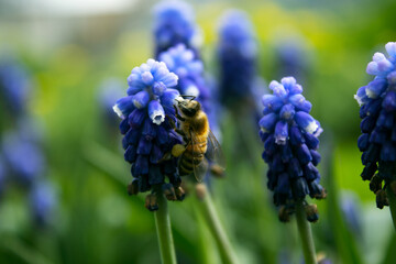 Honey Bee Foraging on Grape Hyacinths in Spring