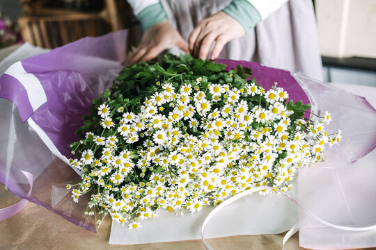 Hands wrapping a large chamomile bouquet in pastel paper for gifting. Artisanal gifting rituals, slow floristry, seasonal gifting, botanical elegance