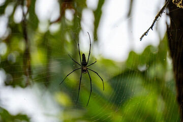spider in forest
