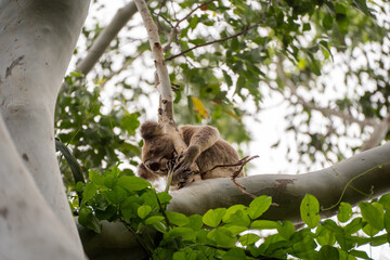 koala in the trees