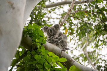 koala in tree