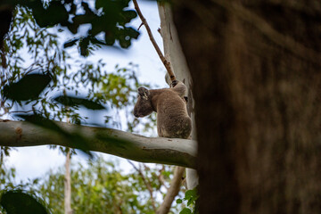 Koala life 
