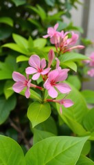 Pink Adenium obesum blooms, vibrant green foliage backdrop, pink flowers, spring, green