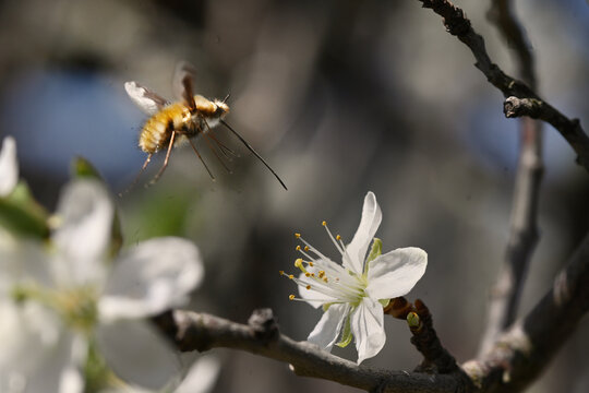 Wollschweber(Bombyliidae) und Pflaumenbl&uuml;te