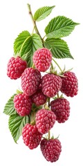 A bunch of ripe red raspberries on the branch with green leaves isolated on white background