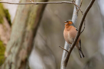 Chaffinch (Fringilla coelebs) is small passerine bird.