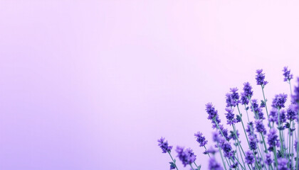 Obraz premium lavender flowers background