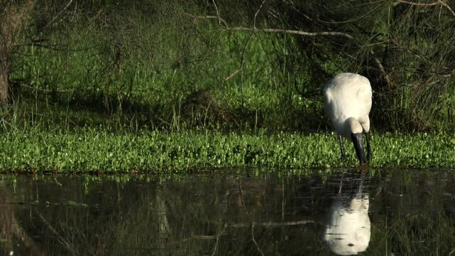 A royal spoonbill moves its sensitive spoon-like bill from side to side in the shallows to find crustaceans, insects or fish in a pond at Arundel wetlands on the Gold Coast in Queensland, Australia.