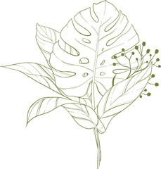 Clip art of vector monstera leaf and green branch.