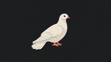 Fototapeta premium white dove isolated on black illustration