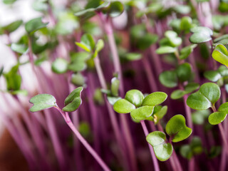 Microgreens: cultivation, benefits and macronutrients. Healthy food with high nutritional value and taste.