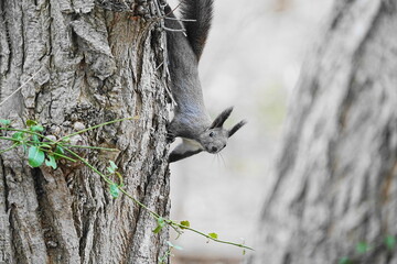 木に登るエゾリス
