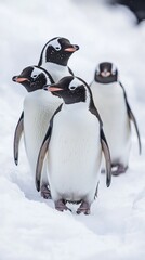 Obraz premium Four gentoo penguins waddling on snowy terrain.