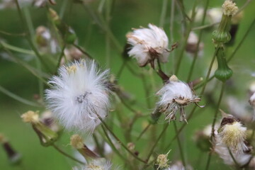ふわふわの植物
