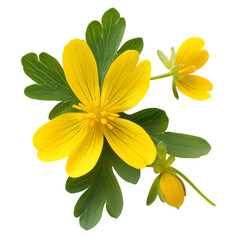 yellow flowers on white background