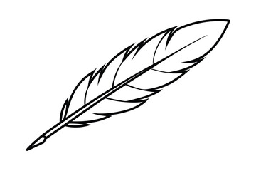 Fototapeta premium a feather with delicate barbs 