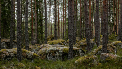 Obraz premium Mossy large boulders in a pine forest. Erratic origin from glaciers time