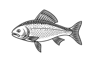 Fototapeta premium Arctic Grayling fish vector on a white background, fish silhouette
