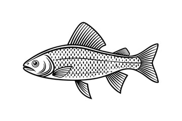 Fototapeta premium Arctic Grayling fish vector on a white background, fish silhouette