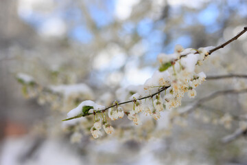 Spring Bloom Under Snowfall – A Battle of Seasons. Spring Frost Disaster: Blooming Cherry Under Snow. Crop Loss Threat, Gardening Woes, Climate Change Impact on Harvest. Season Transition. Copyspace 