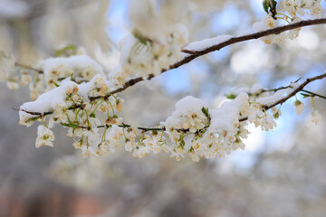 Spring Bloom Under Snowfall – A Battle of Seasons. Spring Frost Disaster: Blooming Cherry Under Snow. Crop Loss Threat, Gardening Woes, Climate Change Impact on Harvest. Season Transition. Copyspace 