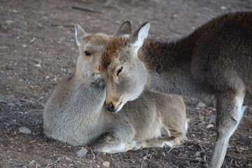鹿と寄添う鹿