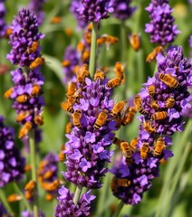 Fototapeta premium Busy bees swarming vibrant purple lavender, beeswax insects nearby, macro, sweet, natural