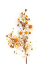 Delicate dried chamomile sprig & loose blossoms, white background , image, medicine, floral design