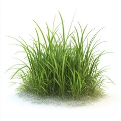 Isolated clump of vibrant green grass against a white backdrop on isoleted white background