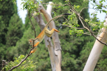 monkey on a tree