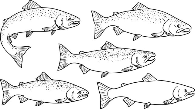 Set of salmon silhouette in line art style. Fish vector by hand drawing. Fish tattoo on white background. Black and white fish vector on white background. Salmon fish sketch for coloring book