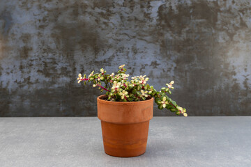 Portulacaria midstripe rainbow bush in a terracotta pot